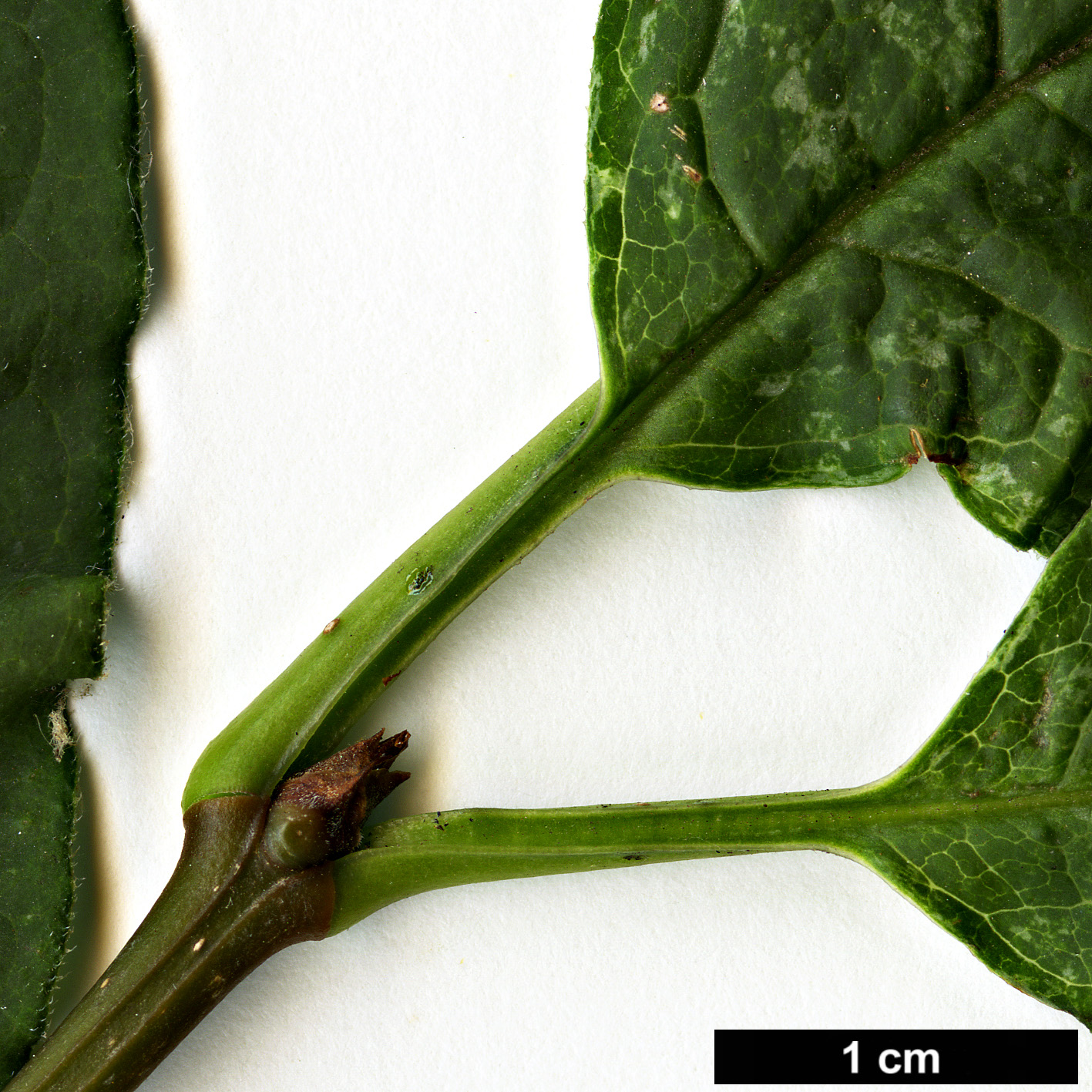 High resolution image: Family: Oleaceae - Genus: Syringa - Taxon: ×swegiflexa - SpeciesSub: 'Fountain' (S.reflexa × S.sweginzowii) 